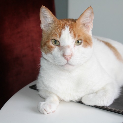 Sebastian.Mastropiero @ Circular Studio (09 2023)