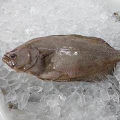 Semana Santa: Cidasc orienta sobre compra de pescados