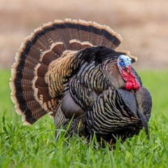Wild Turkey
