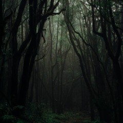 Dark Forest