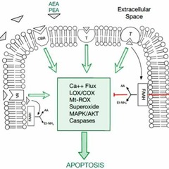 FAAH Inhibition Ameliorates Murine Breast Cancer