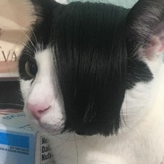 kitty stay meowing! (=^ ^=)