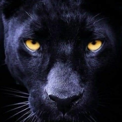 I Don’t Need Nobody DJ. ABRA