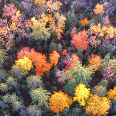 Synchbert Dj - Herbst Folklore 22