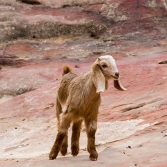 CAPRICORN