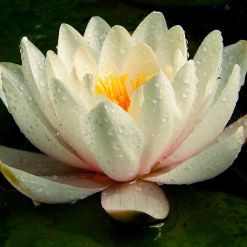 Weißer Lotus prod. Luis Lone