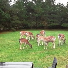 Urlaub Im Ferienhaus In Dänemark Teil 2