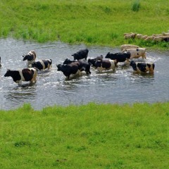 PEACEFUL BORDERS (instrumental)