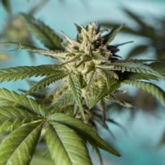 John Bang - Le Cannabis Français