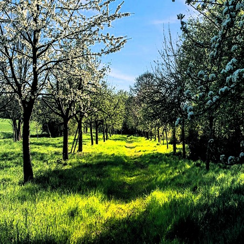 Miles of Orchards