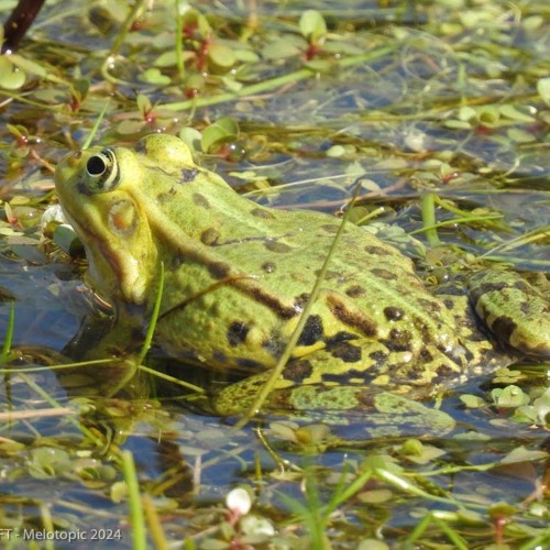 Grenouille commune, Pelophylax kl. esculentus, à Pont-Audemer (27) Eure, France un 12 mai 2024