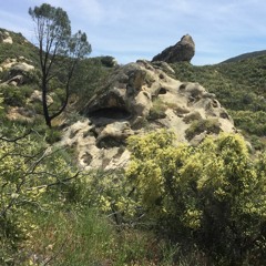 string theory of the puppy mind