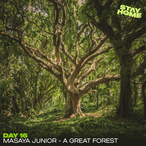 16:  A Great Forest