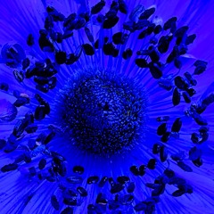 Another Dark Flower