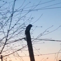 an owl, it seems