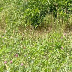 My Lonely (prod. Xangang)