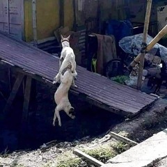 Tam Bái Hồng Trần Lương Violin remixxx