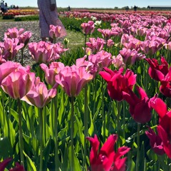 𝒮𝒽𝒾𝓇𝑜𝒽𝒶𝑒 🌸🌷