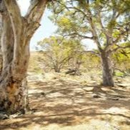 A Hot Day In The Bush