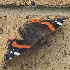 Red Admiral