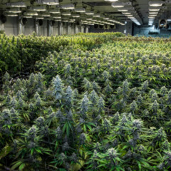 SOLID ROCK - Herb Cyah Too Much (Dec. '25)