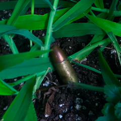 jungle