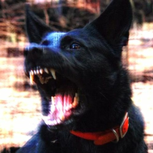 Fuckin Wit D by DMX but it's kid mode