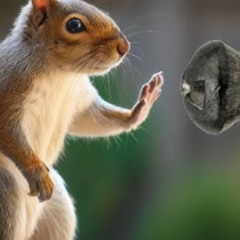 chipmunk breakcore
