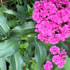 Another Spring