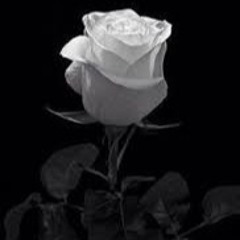 Another Rose