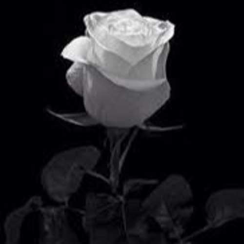 Another Rose