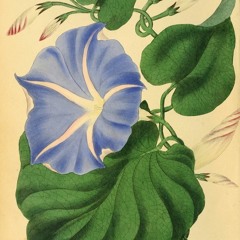 Ipomoea tricolor - Live 04-04-2023