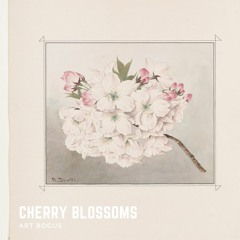 Cherry Blossoms