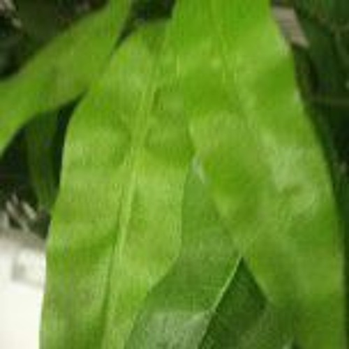 Laigeriug song from USA.