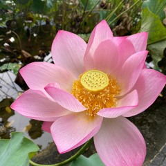 6 "No mud - no Lotus" summary session - Silent siting meditation concluding with metta