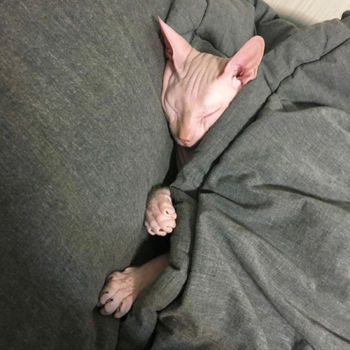 사랑은 크르륵 울어 광광어