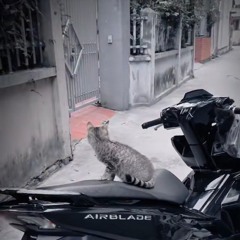 NST 2K25 - ĐỜI LẠC LỐI 🌪️