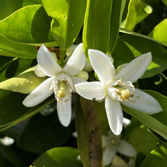 Ritualfade_loopsessions.wav