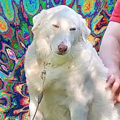 lofi dog petting beat type beat"new seed"{prod. svgntr}