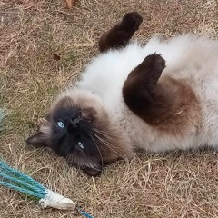 Rag Doll Cat