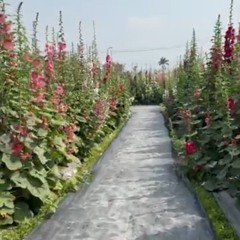 員林蜀葵花季.mp3