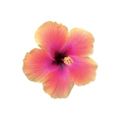 𝑪𝒉𝒊𝒏𝒆𝒔𝒆