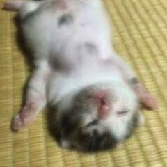 BẤT NHIỄM X LẦN CUỐI - TUẤN HOÀNG REMIX