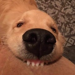 Chomp