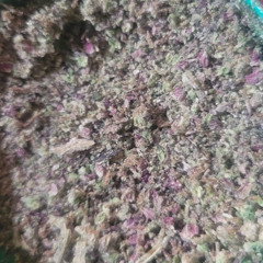 solo qwondo Big Blunts