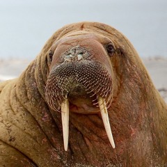 [134] aš nesu gyvulių ūkis