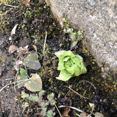 春は、まだ iphone demo