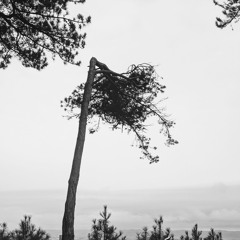 Emily and the Right-Angled Tree