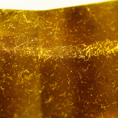 Skoltrom - Furthermore