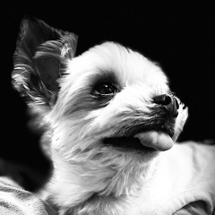 3년의 강아지가 풍월을 읊는 시간